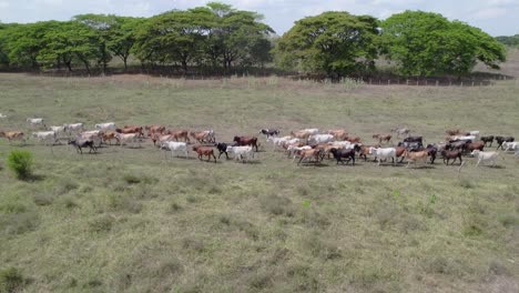 herd of dairy cows walking across dry meadow, aerial view with green trees in background