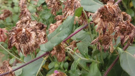 el signo del otoño golpeando los pétalos de las flores y llevándolas a una apariencia muerta y desaparecida