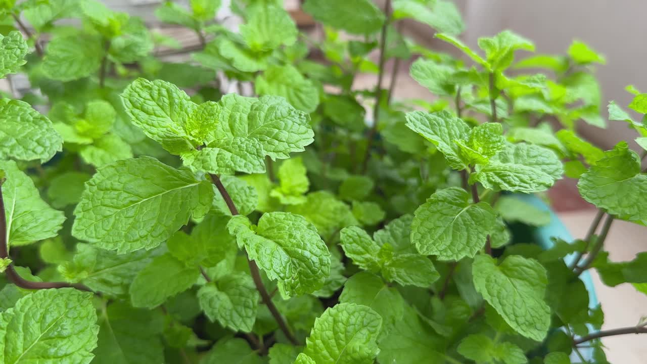 wide shot of natural mint leaf in the kitchen garden. Fresh green mint herb