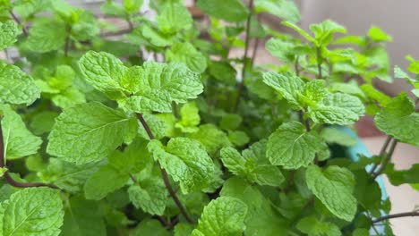 wide shot of natural mint leaf in the kitchen garden. fresh green mint herb