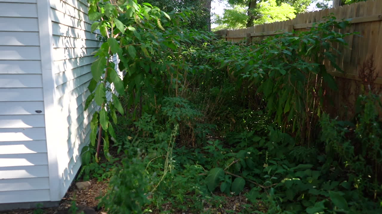 malas hierbas y crecimiento excesivo detrás de un cobertizo