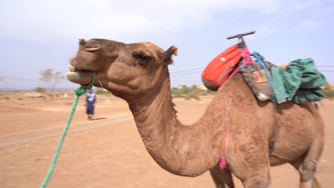 gente caminando con dromedario por el desierto, marruecos