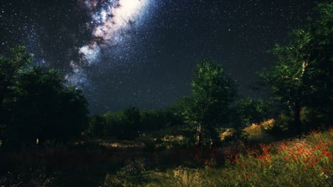 Bosques-De-árboles-Verdes-En-El-Parque-Bajo-El-Cielo-Estrellado-De-La-Noche