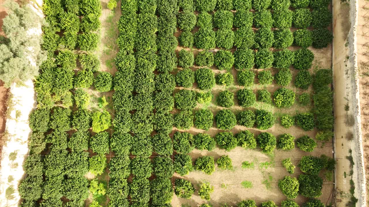 As the drone rises, a full orchard of vibrant green trees in neat rows is revealed, capturing the organized beauty and agricultural richness of Malta’s sunlit countryside.