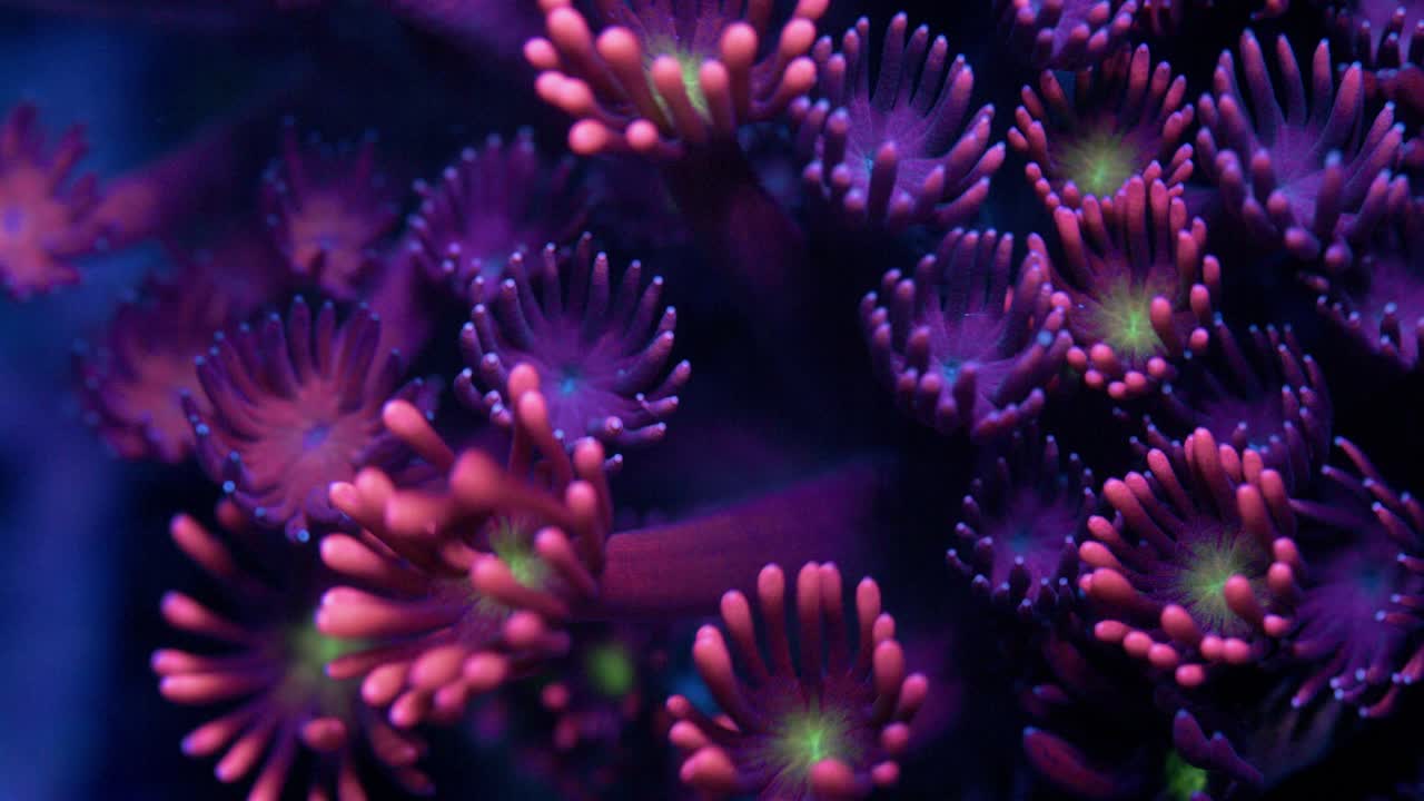 Close-up macro shot of purple and bordeaux Goniopora coral with greenish yellow centers swaying gently in reef tank current under actinic lighting.