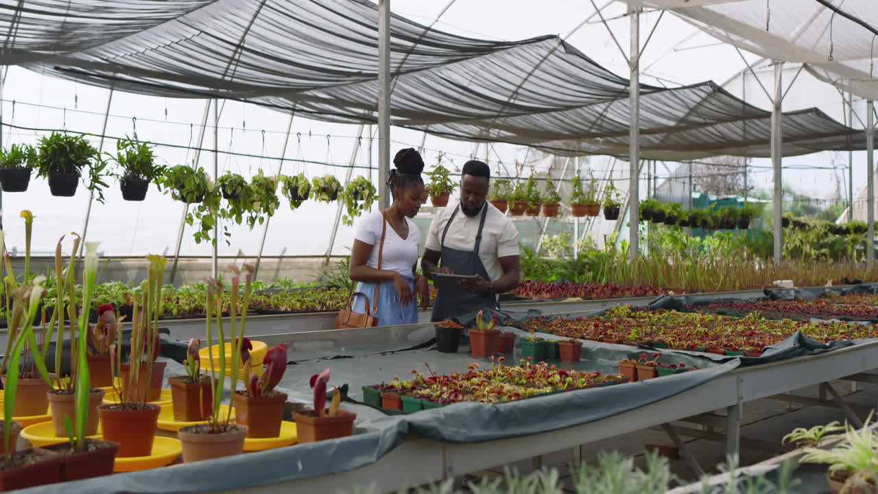 Discussing plants, African American man and customer in greenhouse nursery surrounded by greenery