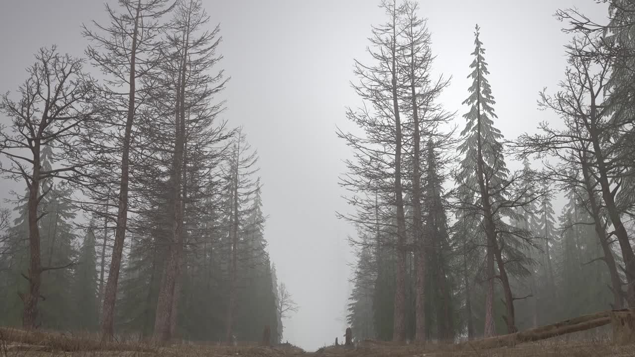 animación de bucle de volar a través del bosque