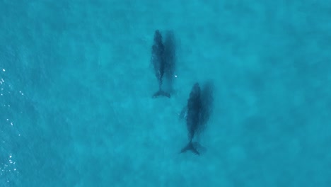 view of a drone while its filming a pair of whales swimming below the deep blue ocean water