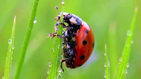 a close-up encounter with a ladybug on dew-kissed grass: nature's colorful wonder showcases intricate details and vibrant red and black patterns