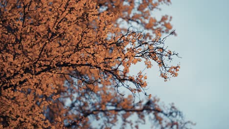 A-close-up-of-colorful-yellow-leaves-of-the-birch-tree-on-the-delicate-thin-branches-against-the-blue-sky