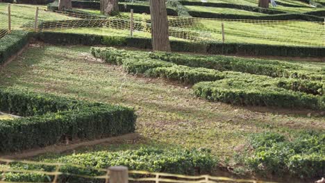 formal garden landscaping with hedges and trees