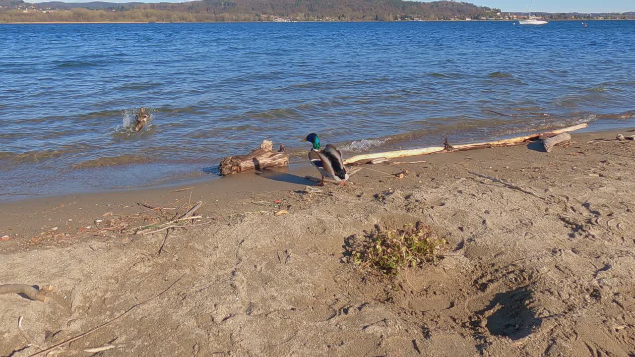 호숫가에서 날아오는 오리와 청둥오리가 수면에 착륙하는 것을 쫓는 1인칭 시점