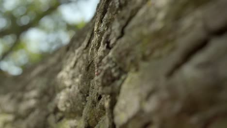 tracking along oak tree bark 01