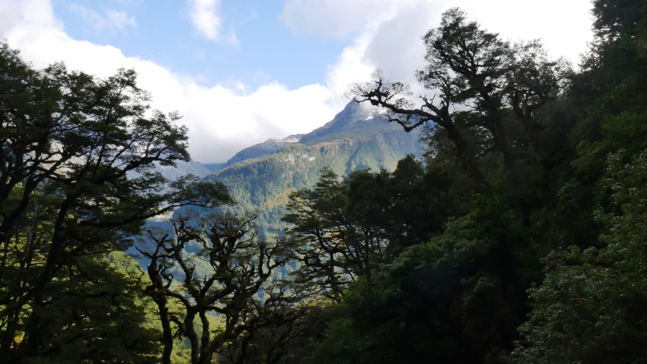 pan de densos árboles de la selva tropical con montañas en el fondo