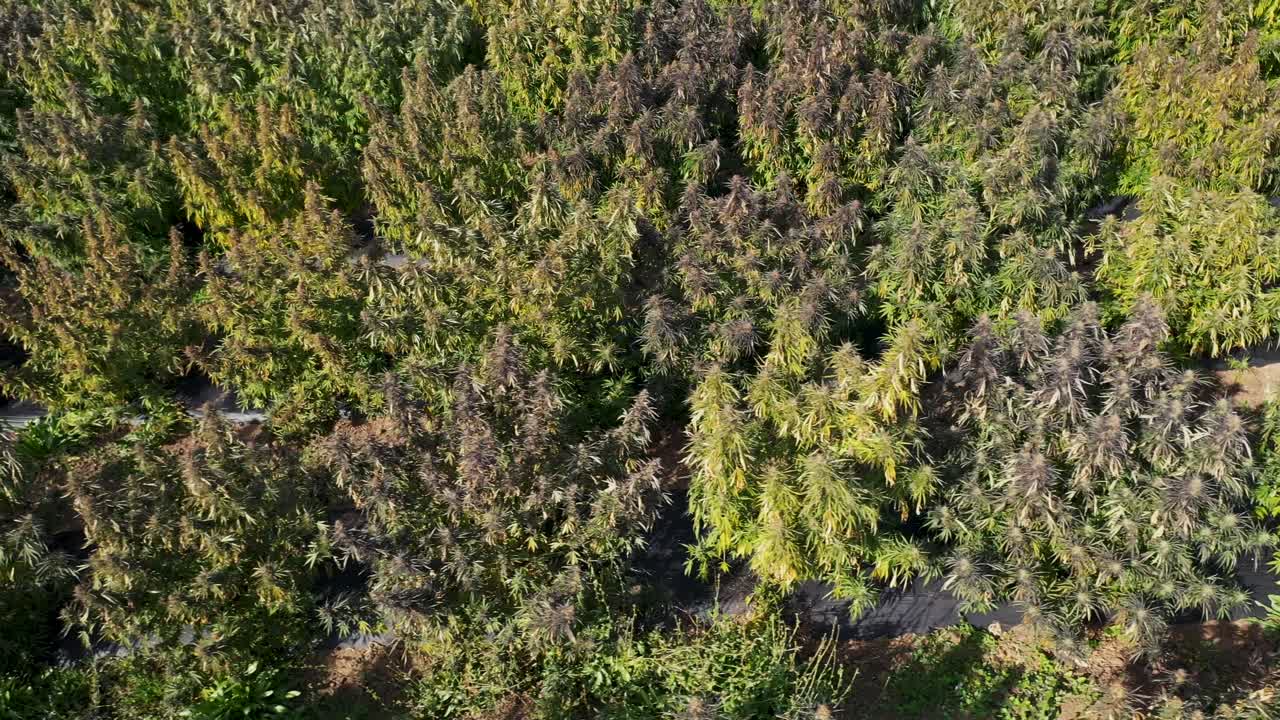 오레곤 남부에서 cbd 오일 생산을 위해 수확될 대마 밭의 항공 보기