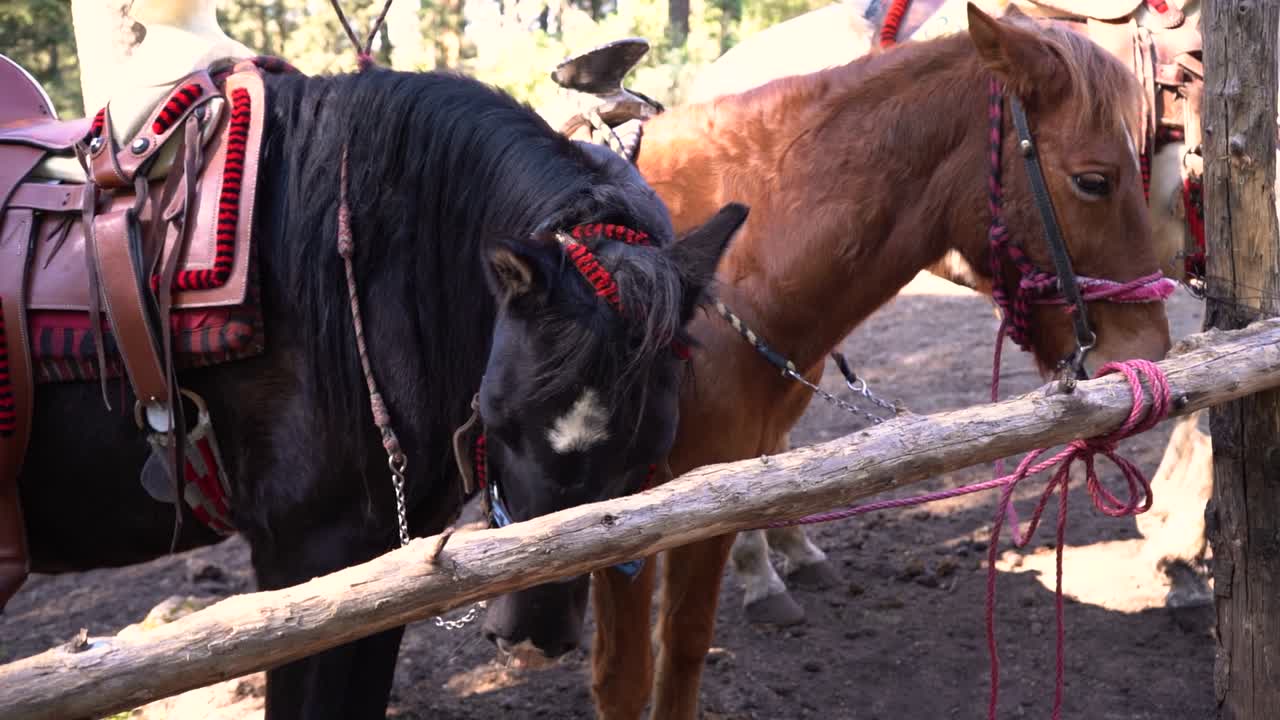 Due cavalli si trovano immobili dietro una staccionata di legno in un recinto rurale, con mantelli grigi e marroni, sella e briglia