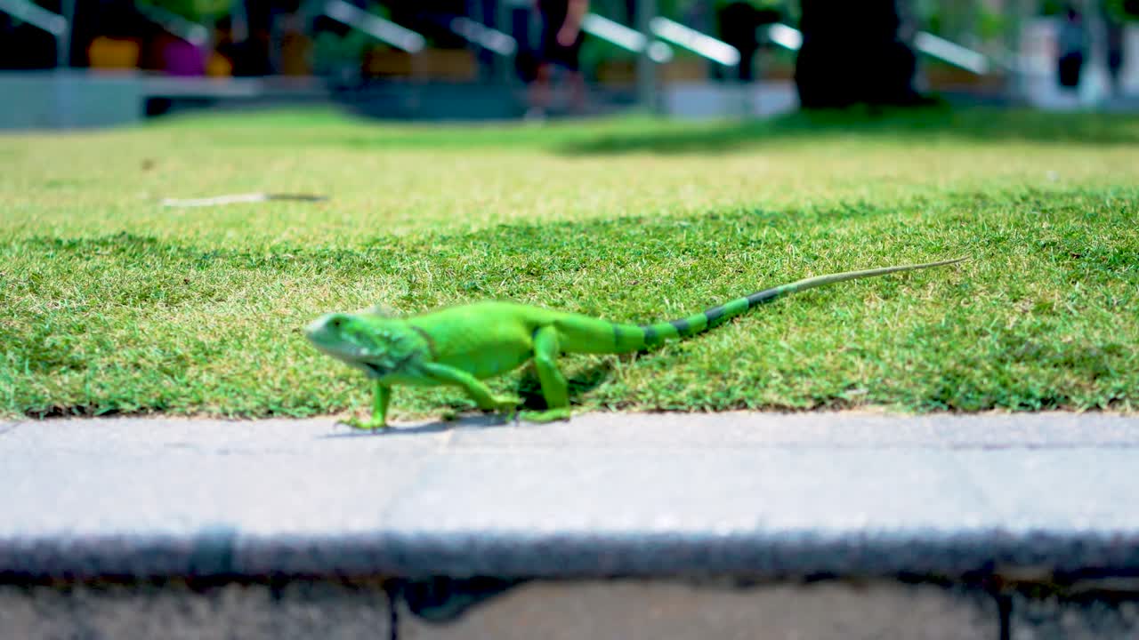 Closeup of a green iguana eating on grass, walking on concrete step
