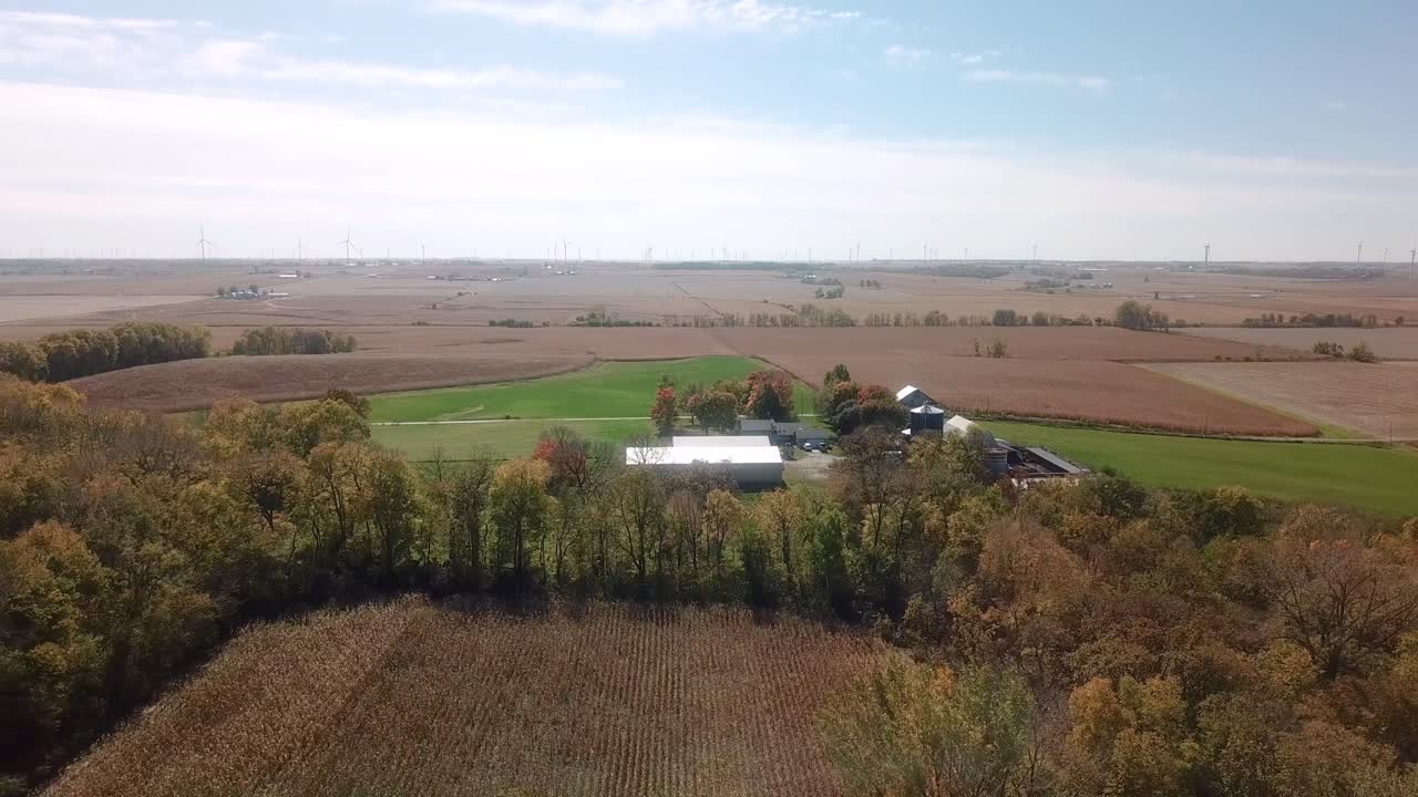 sobrevuelo de drones de un gran campo de maíz listo para ser cosechado