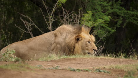 Männlicher-Löwe-Verfolgt-Vorsichtig-Beute,-Während-Er-Tief-Kauert,-Krüger-Nationalpark