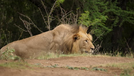 male lion cautiously stalking prey while crouching low, kruger national park