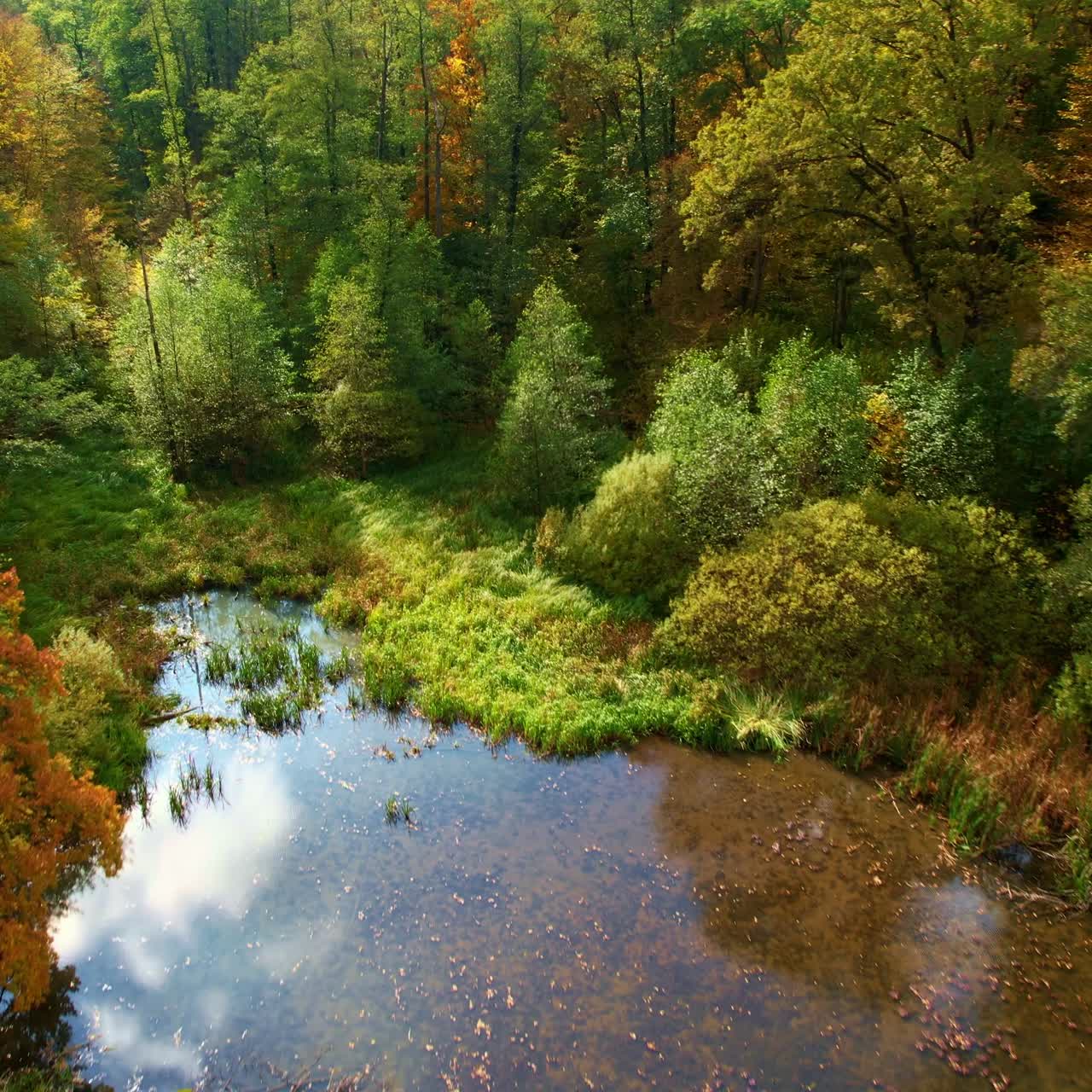 Shallow muddy pond in the autumn forest. Drone shot rising gradually over the colorful woods on beautiful sunny weather