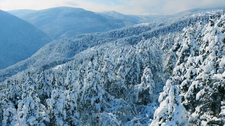 Snowy Mountain Forest Landscape