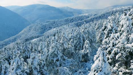 snowy mountain forest landscape