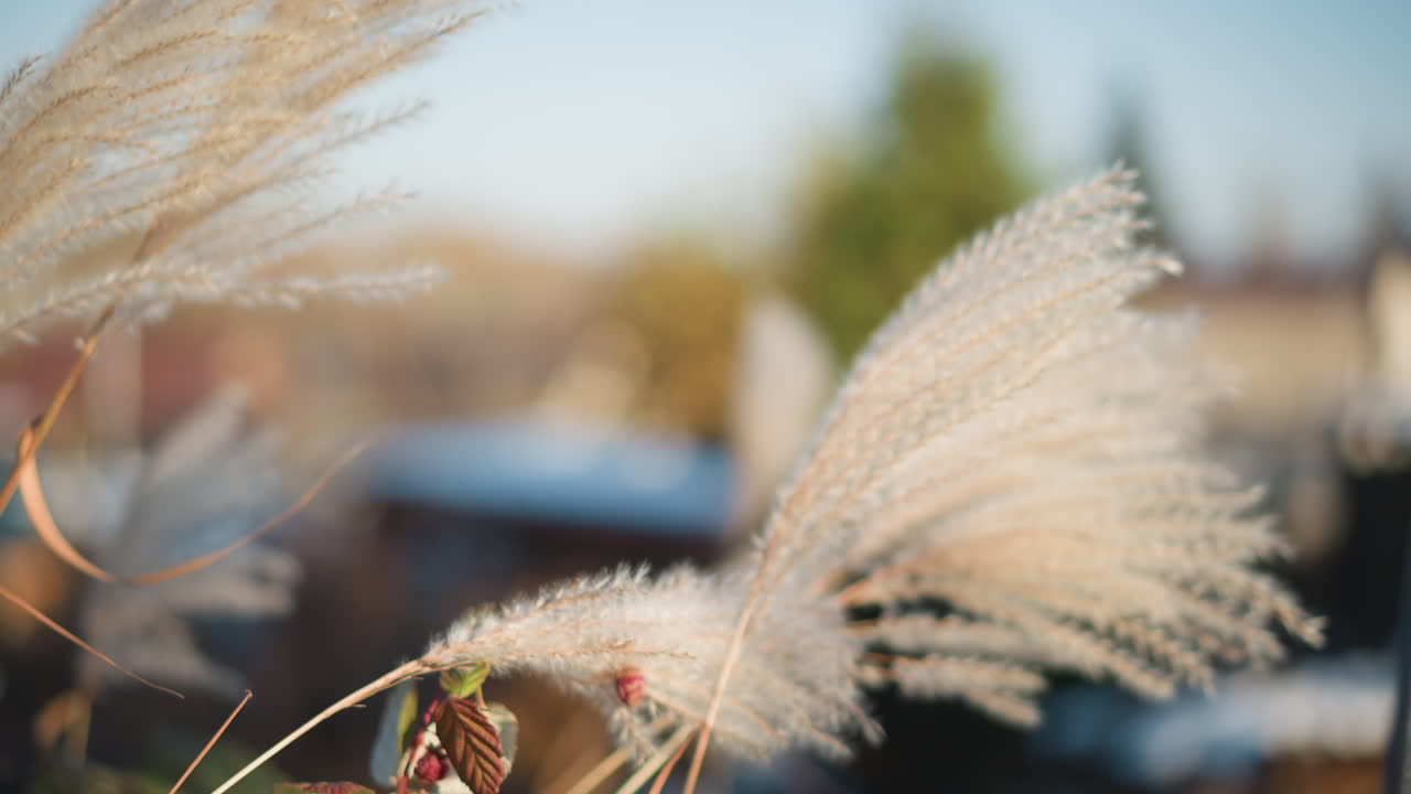 Dugvåd pampasgræs i hjemmehaven, funklende dråber på delikate tråde, blød bokeh af forstadstagrygge, varmt morgenlys perfekt til hjemmegartner eller livsstilsindhold og nærbillede af natur