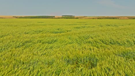 Toma-Aérea-Inclinada-Hacia-Abajo-De-Un-Majestuoso-Campo-De-Maíz-Moviéndose-Lentamente-Debido-A-Una-Ligera-Brisa