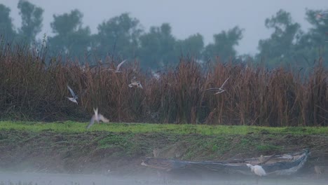 Die-Herde-Der-Flussseeschwalben-Angeln-Im-See-Im-Nebligen-Morgen