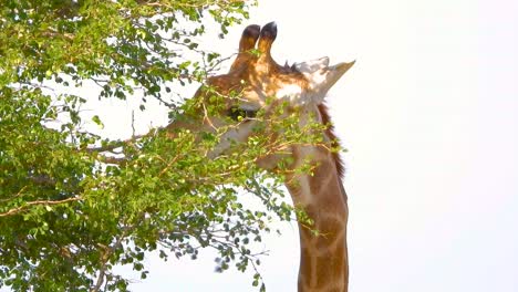 headshot of giraffe giraffa camelopardalis feeding tree leaves in kruger national park, south africa