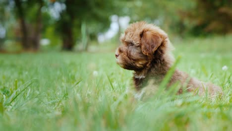 un pequeño cachorro marrón sentado en la hierba verde