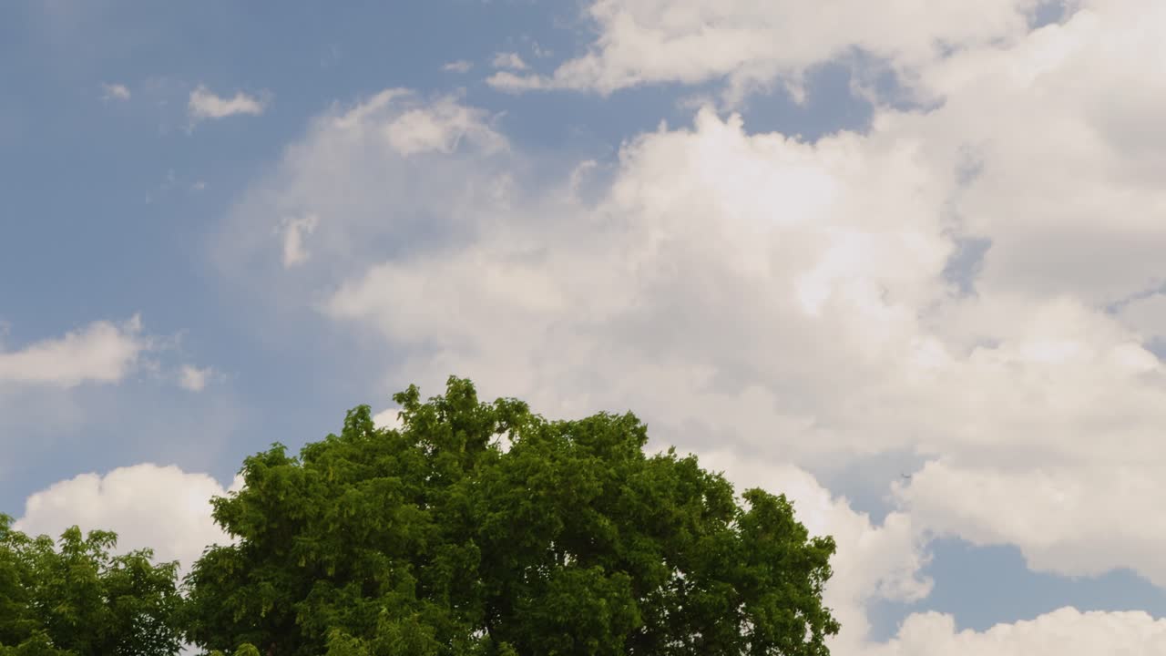 Green tree canopy under bright summer sky with scattered clouds