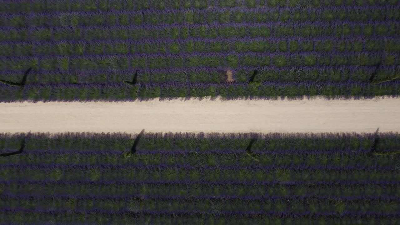 라벤더 밭과 비포장 도로의 평면도