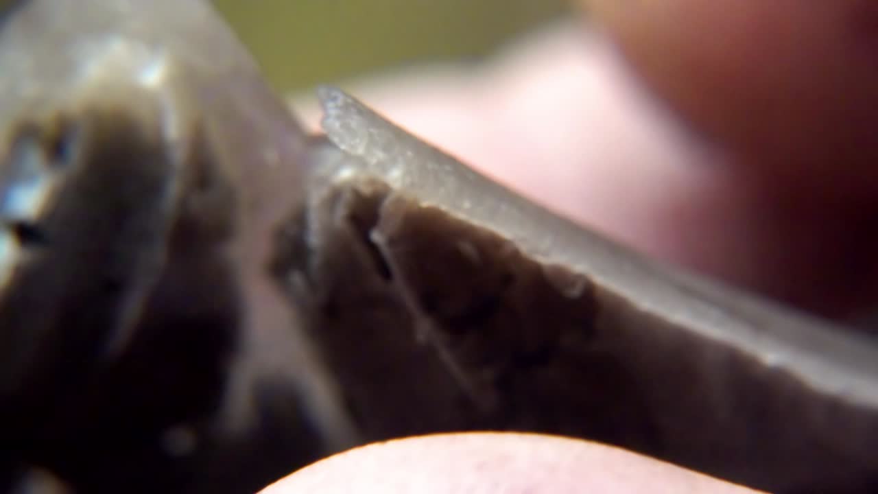 hongo de gorra de tinta