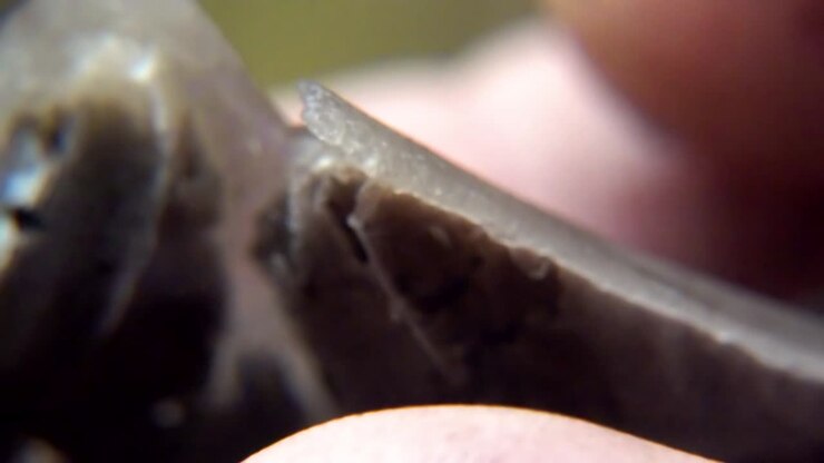 Inky Cap Mushroom