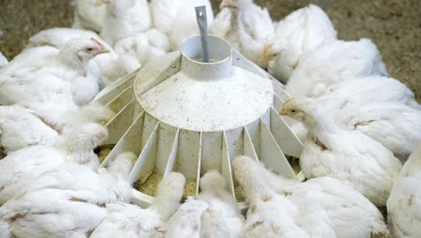 white broiler chicken at the poultry farm