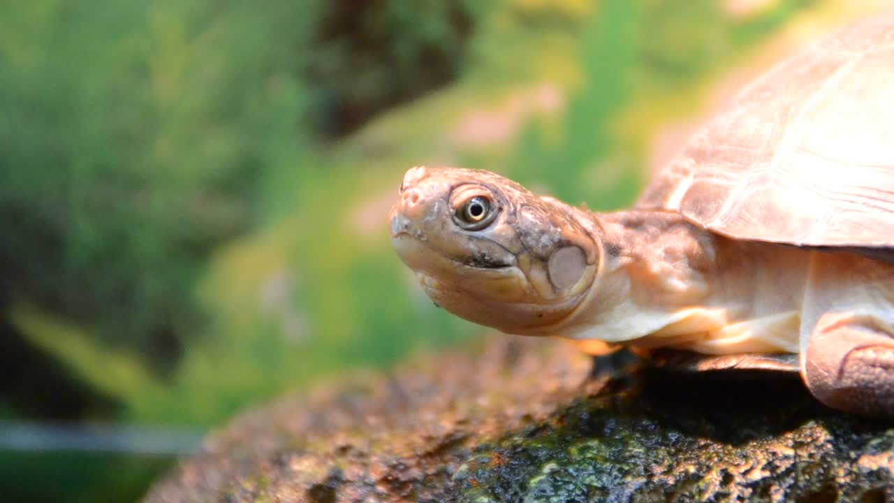 Turtle