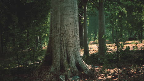 Früher-Morgen-Mit-Sonnenaufgang-Im-Wald