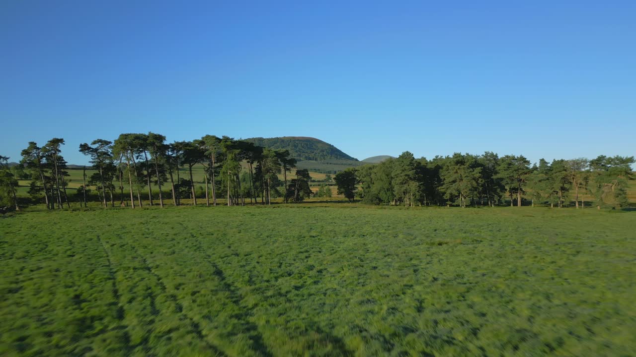 Flying low over dry stone wall over green field, towards and between pine trees and towards wooded hill Great Mell Fell on sunny summer morning in the English Lake District, Cumbria, UK