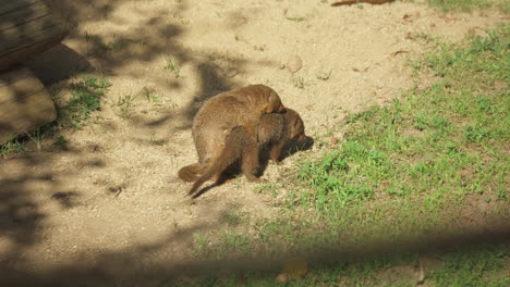 Two-Dwarf-mongooses-playing-in-the-San-Diego-zoo,-California,-United