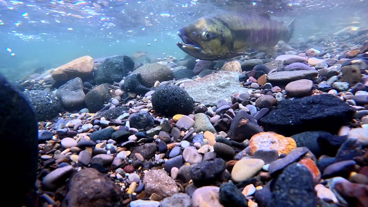 Un bellissimo salmone dalla colorazione rosata che risale un fiume impetuoso.