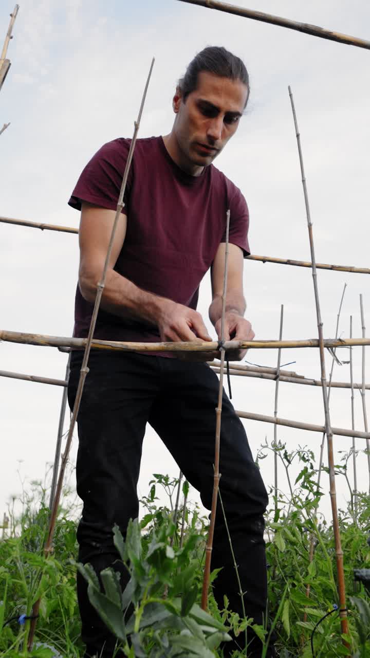Jovem amarrando treliça de bambu para plantas em um jardim.