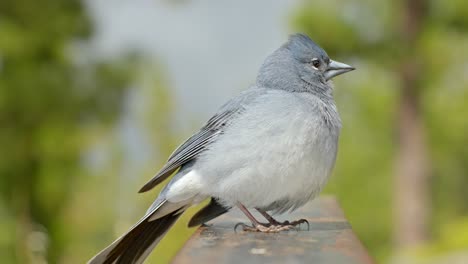 tenerife blue chaffinch at teide national park close up