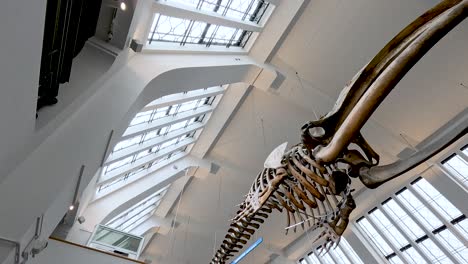 whale skeleton displayed in museum's architectural setting