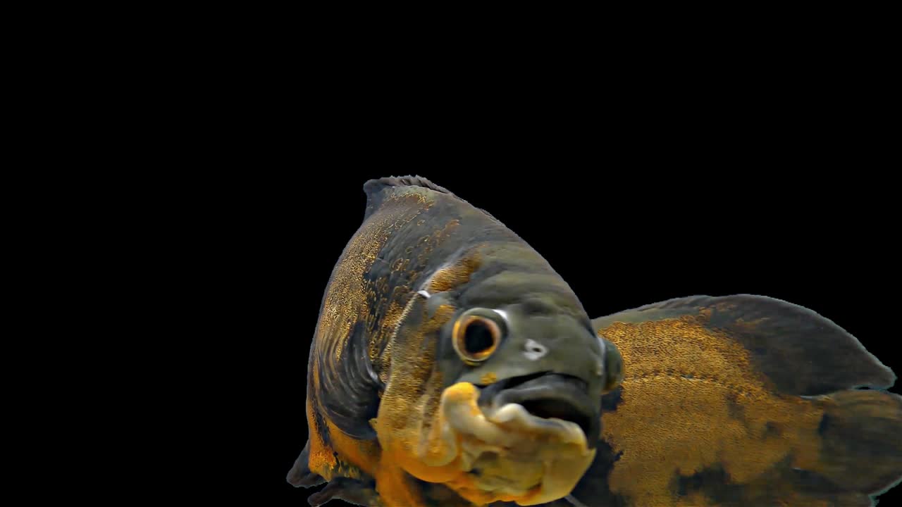 아마존 열대 물고기 - 호랑이 오스카, 검은 바탕, 크로마 키