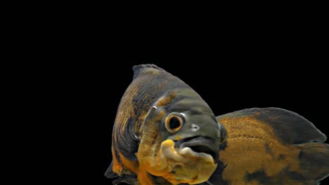pez tropical del amazón - tigre oscar, fondo negro, llave de croma