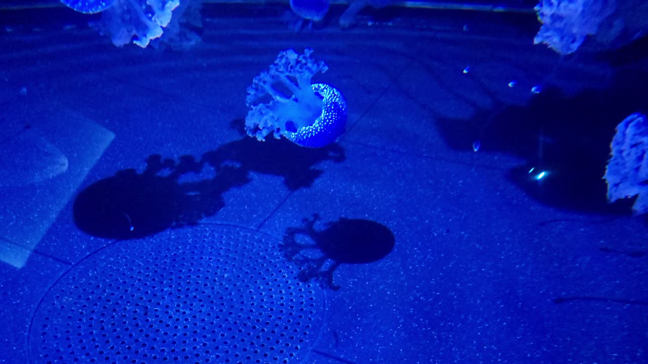 Close-up of multiple jellyfish drifting gently in a blue-lit aquarium. The creatures move gracefully with the water flow