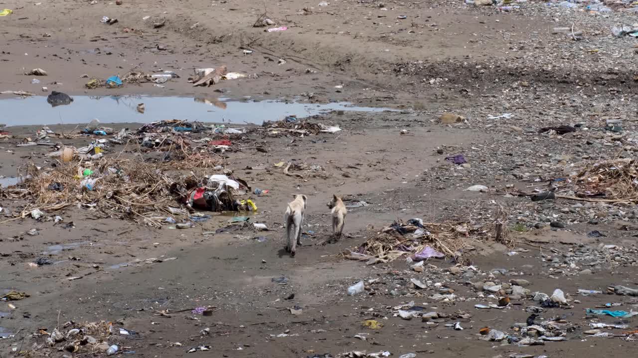 Two stray dogs walking on a polluted beach, environmental disaster, with rubbish, plastic bottles and other trash in Southeast Asian destination