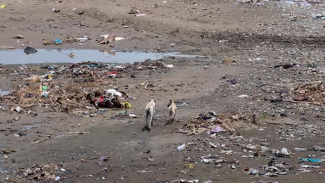 Two-stray-dogs-walking-on-a-polluted-beach,-environmental-disaster,-with-rubbish,-plastic-bottles-and-other-trash-in-Southeast-Asian-destination